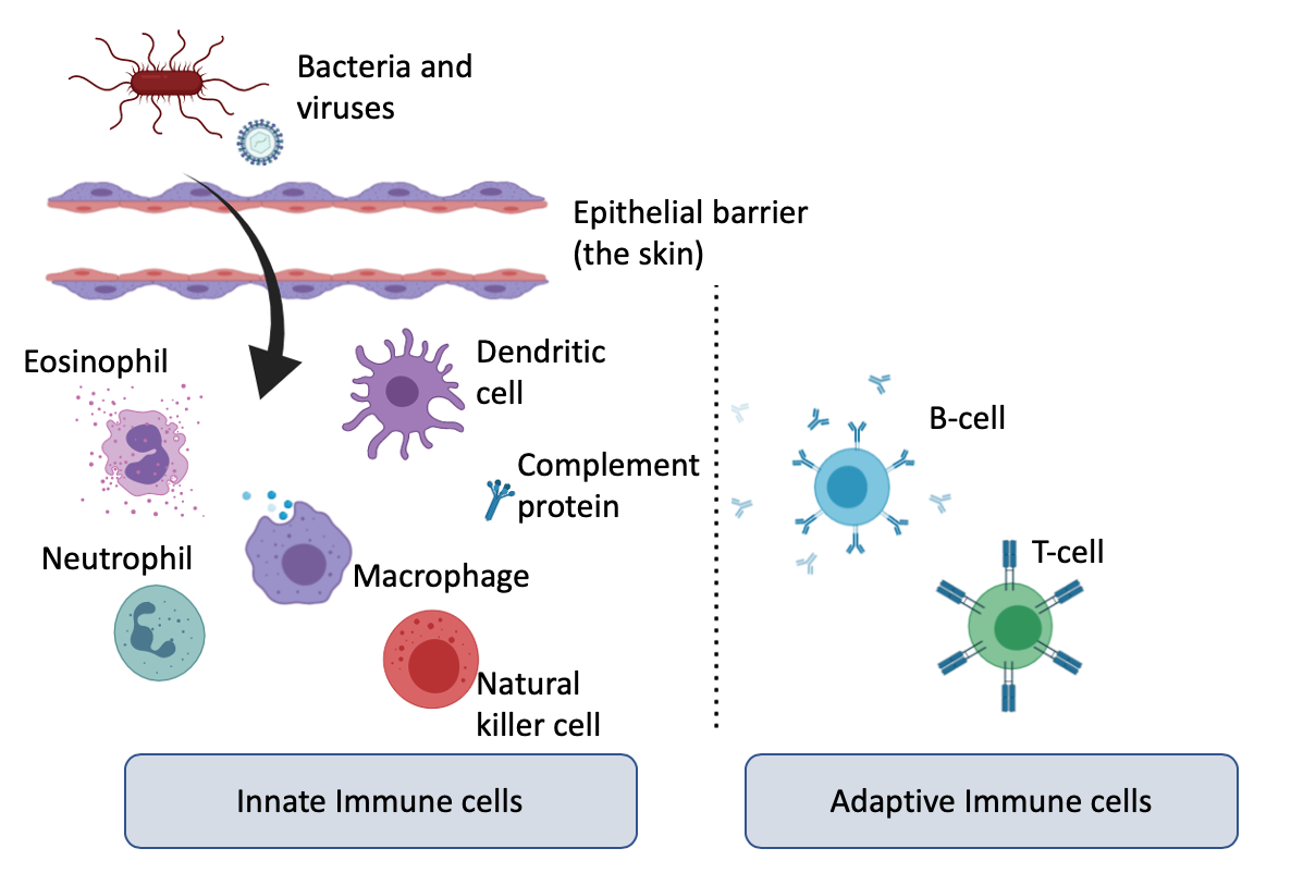 Vitamin C helper of our immunity? Part 1 all about the immune system
